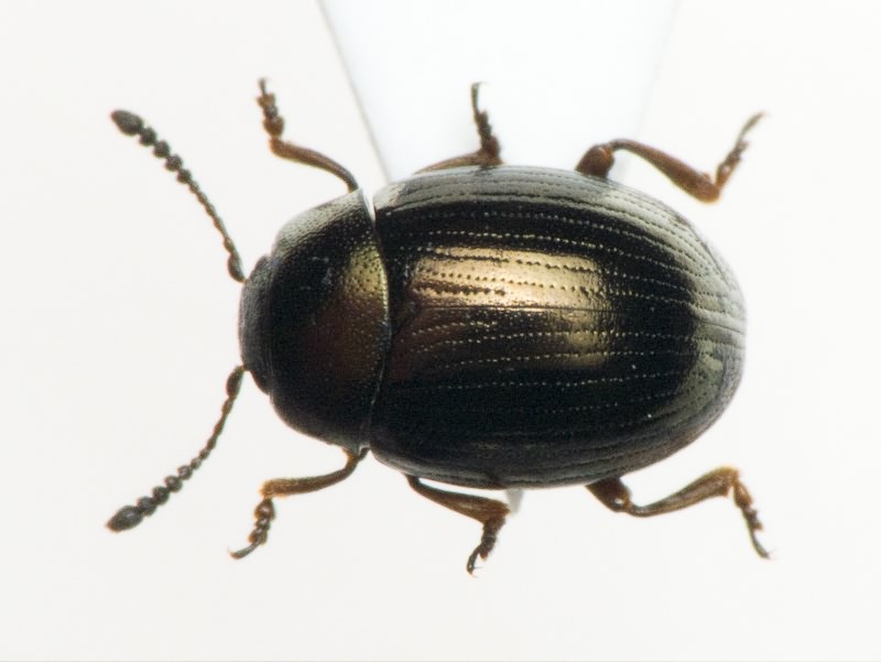 Neophaedon pyritosus (Rossi, 1792)